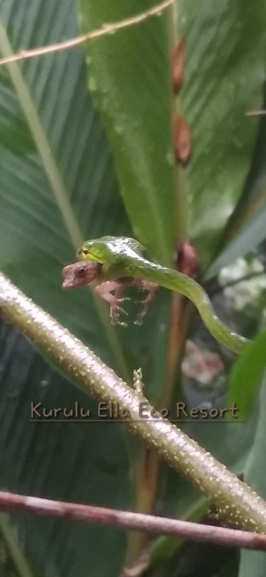 דניאיאה Sinharaja Kurulu Ella Eco Resort מראה חיצוני תמונה