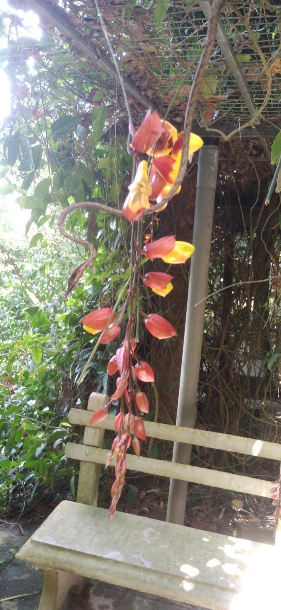 דניאיאה Sinharaja Kurulu Ella Eco Resort מראה חיצוני תמונה