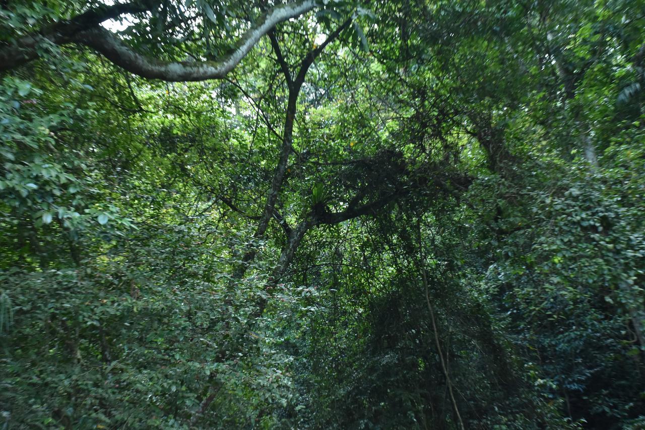 דניאיאה Sinharaja Kurulu Ella Eco Resort מראה חיצוני תמונה