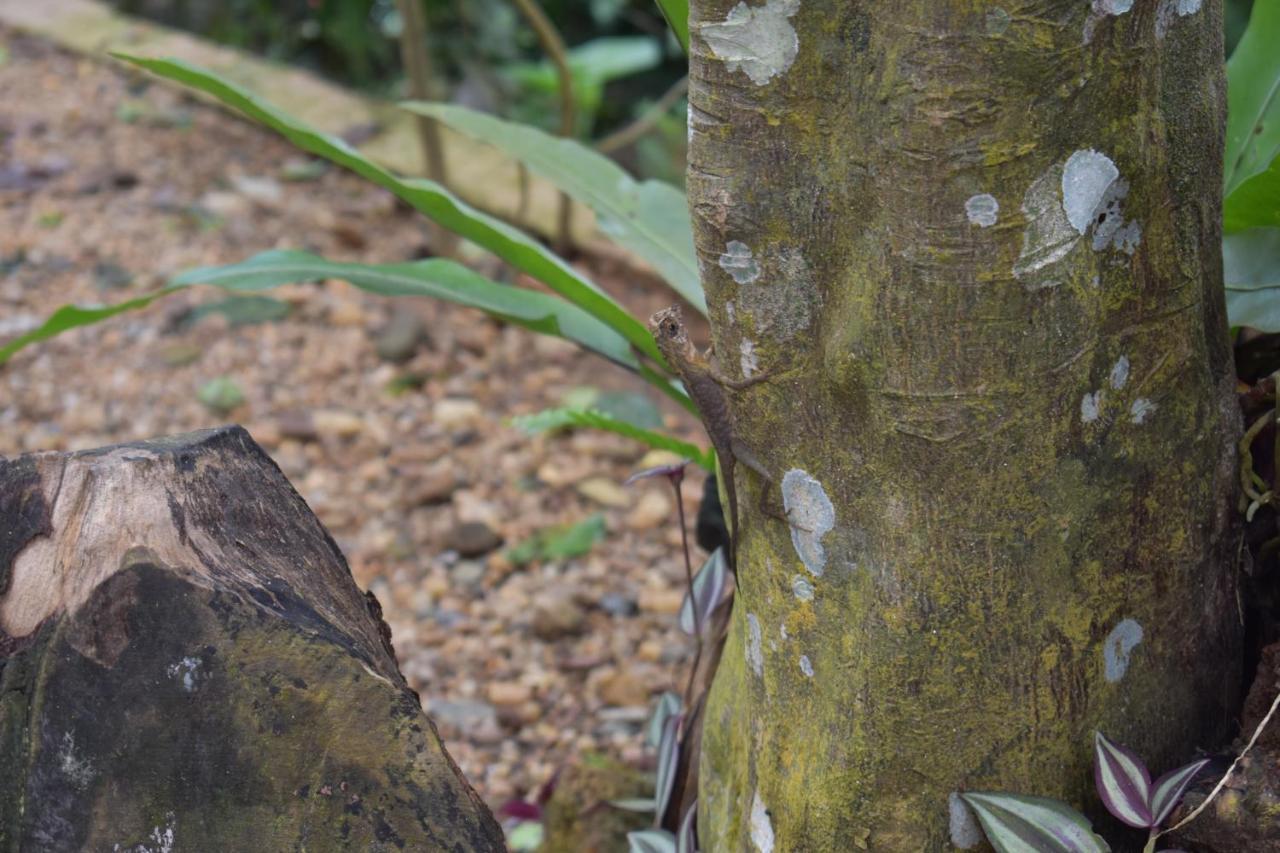 דניאיאה Sinharaja Kurulu Ella Eco Resort מראה חיצוני תמונה