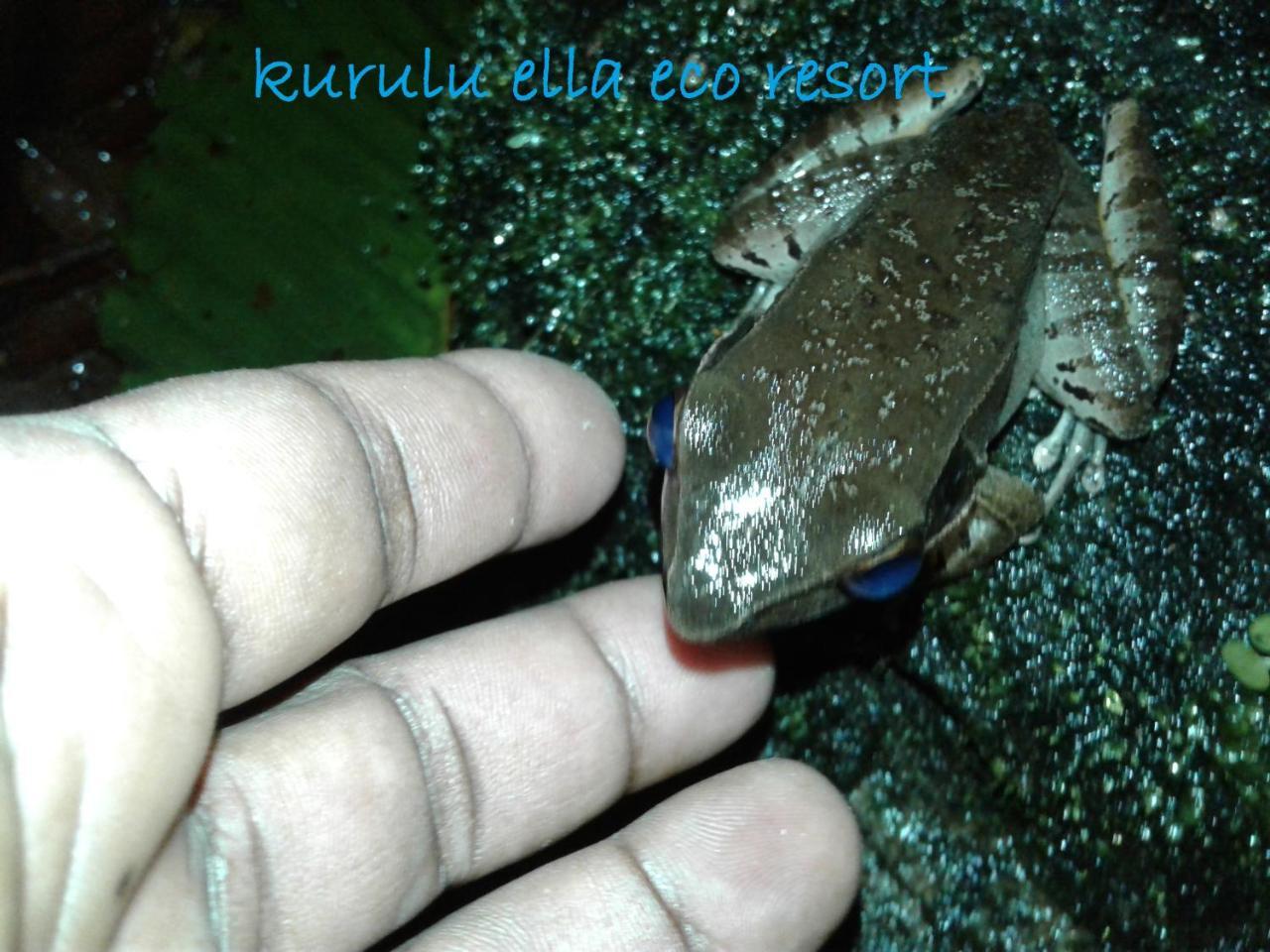 דניאיאה Sinharaja Kurulu Ella Eco Resort מראה חיצוני תמונה