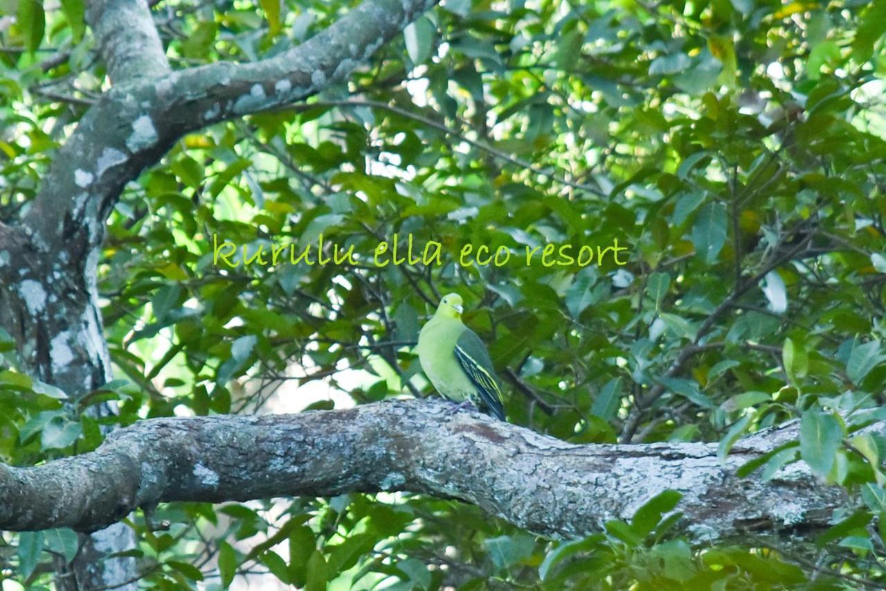 דניאיאה Sinharaja Kurulu Ella Eco Resort מראה חיצוני תמונה